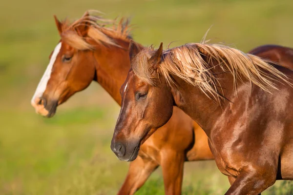 两匹漂亮的红马 长鬃毛肖像 在绿色背景下运动 — 图库照片