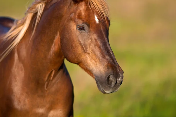 Smuk Rød Hest Med Langt Manke Portræt Bevægelse Grøn Baggrund - Stock-foto