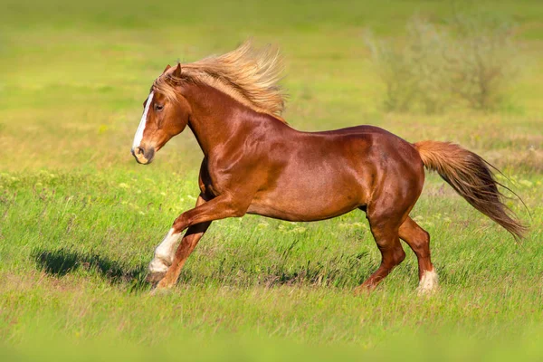 ブロンドの長いたてがみ緑春の野で早く走ると赤い馬 — ストック写真