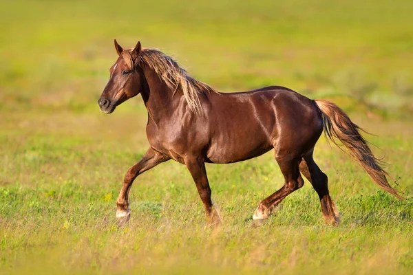 Cavalo Vermelho Com Crina Longa Corrida Galope Prado Verde — Fotografia de Stock