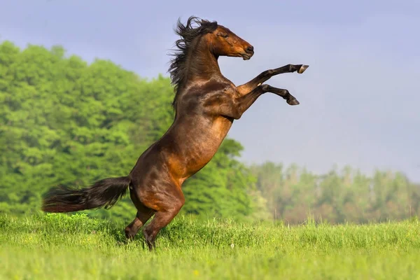 Cavalo Baía Com Crina Longa Crescendo Campo Primavera — Fotografia de Stock