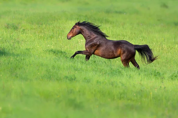 Bay Stallion Run Gallop Green Grass Field — Stock Photo, Image