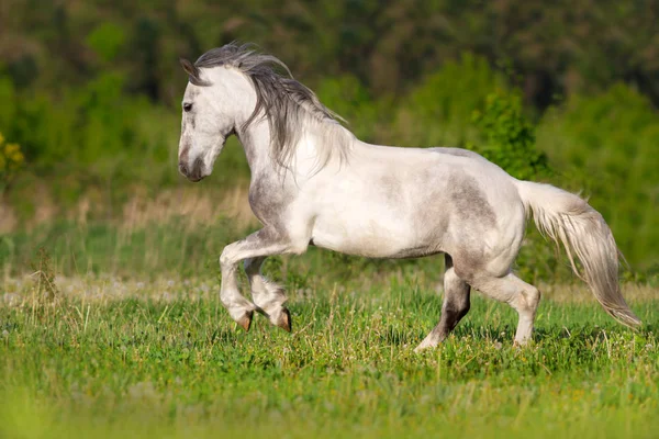 Branco Cavalo Piebald Corrida Galope Prado Verde — Fotografia de Stock