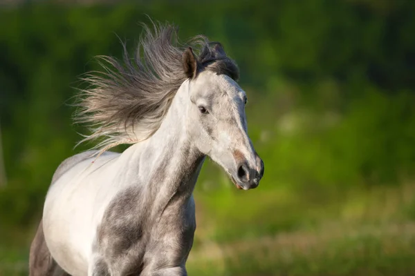 Cheval Blanc Piebald Avec Galop Course Longue Crinière Dans Prairie — Photo