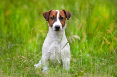 jack Russel terrier 