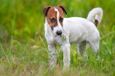 jack Russel terrier 
