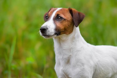 jack Russel terrier 