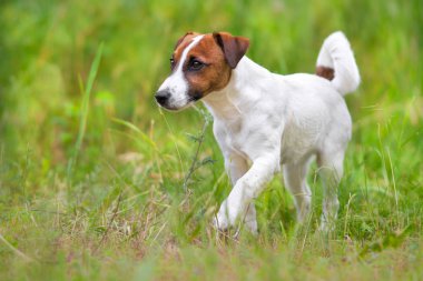 jack Russel terrier 
