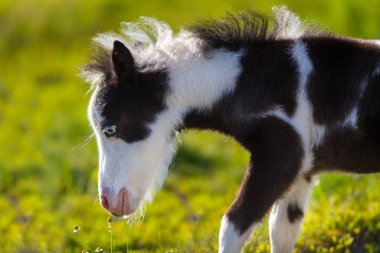 Midilli tayı portre 