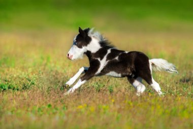 Boynuz midilli colt