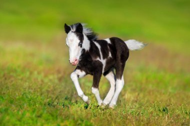 Dörtnala yeşil bahar mera üzerinde çalıştırmak mavi gözlü güzel boynuz midilli