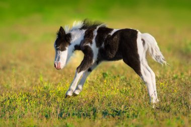 Hareket boynuz midilli