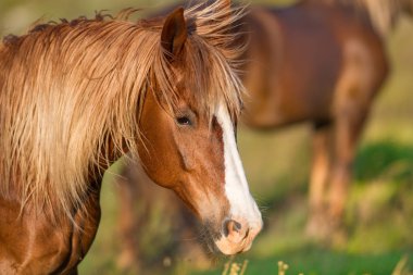 Uzun yele portre çekimde ile güzel kırmızı at 
