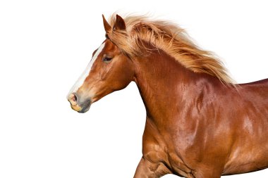 İzole kırmızı atı portre