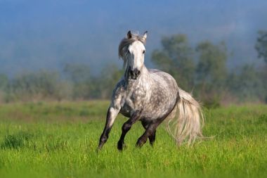 Frey at Çalıştır