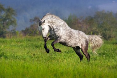 Frey at Çalıştır