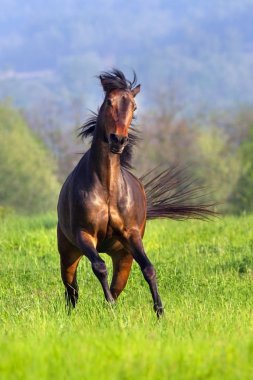 Güzel at çalıştırmak