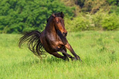 Güzel at çalıştırmak