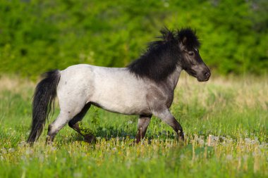 Güzel midilli çalıştırın