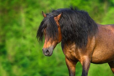 defne at içinde hareket