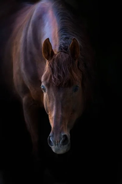 Paard portret op zwart — Stockfoto