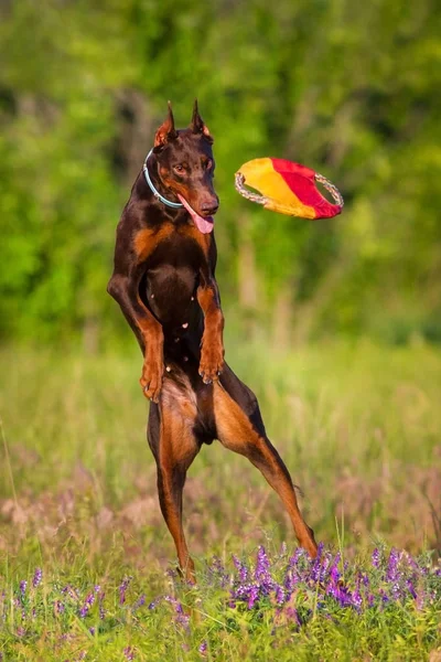Doberman jogar ao ar livre — Fotografia de Stock