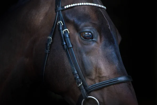 Retrato de caballo sobre negro — Foto de Stock