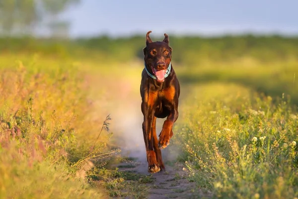 Brown Doberman juoksee — kuvapankkivalokuva