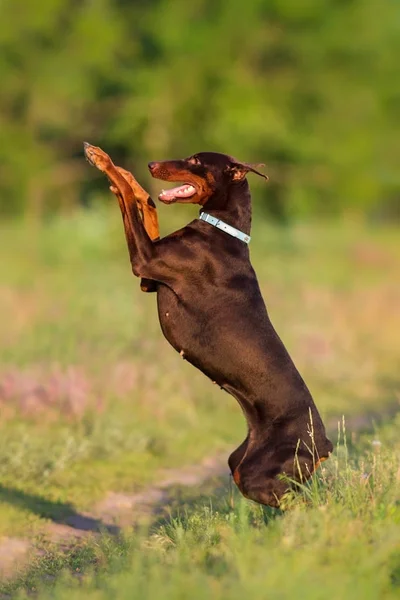 Beautiful doberman dog — Stock Photo, Image