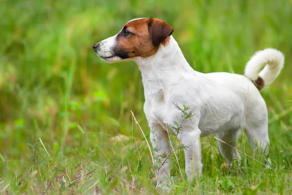 Jack russel teriér — Stock fotografie