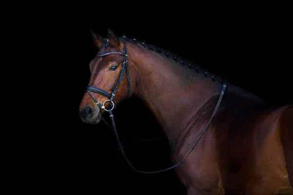 Häst på svart — Stockfoto