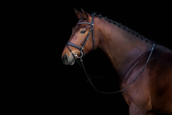 Caballo en negro —  Fotos de Stock