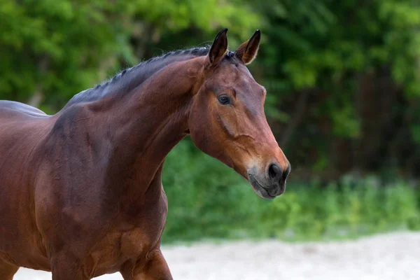 Bay Horse Portret Close — Stockfoto