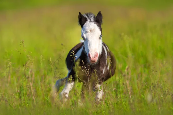 Hızlı koşan midilli