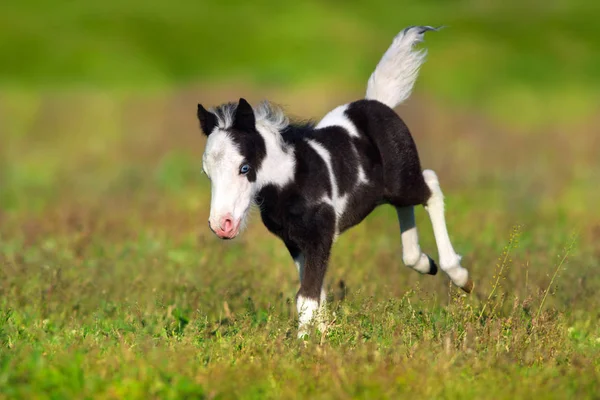 Pony potro divertido — Foto de Stock