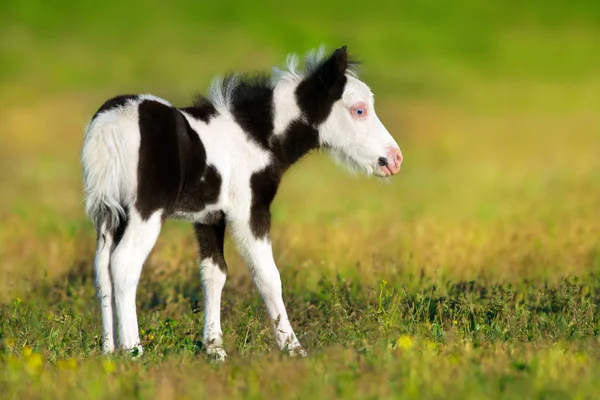 Hermoso Pony Piebald Con Vista Azul Sobre Pastizales Verdes Primavera — Foto de Stock