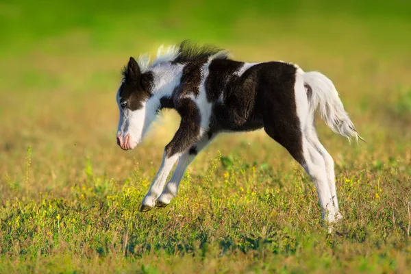 Piebald pônei em movimento — Fotografia de Stock