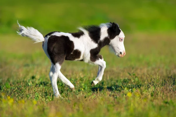 Dörtnala koş midilli