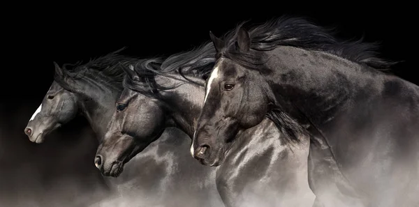 Black stallions run — Stock Photo, Image