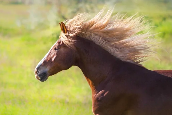 Portrét koně venkovní — Stock fotografie