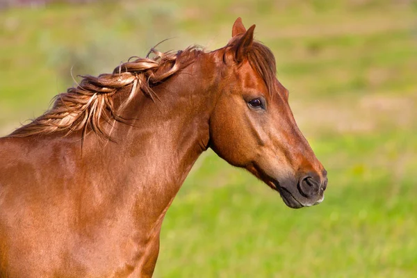 Retrato de caballo al aire libre — Foto de Stock