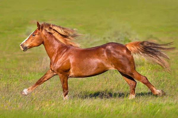 Červený kůň běží — Stock fotografie