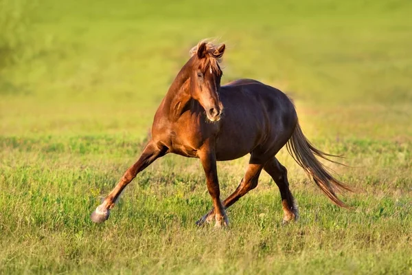 Rode paard uitgevoerd — Stockfoto