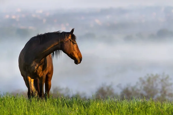 Horse in sunrise fog — Stock Photo, Image