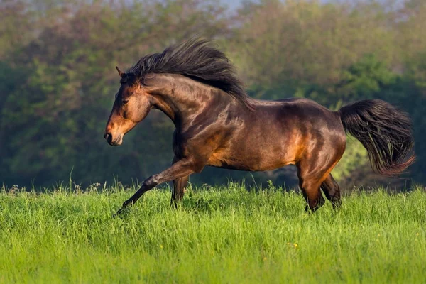 Krásný kůň běží — Stock fotografie