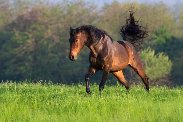 Mooi paard uitgevoerd — Stockfoto