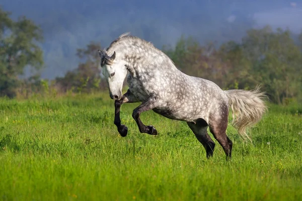 Frey paard run — Stockfoto