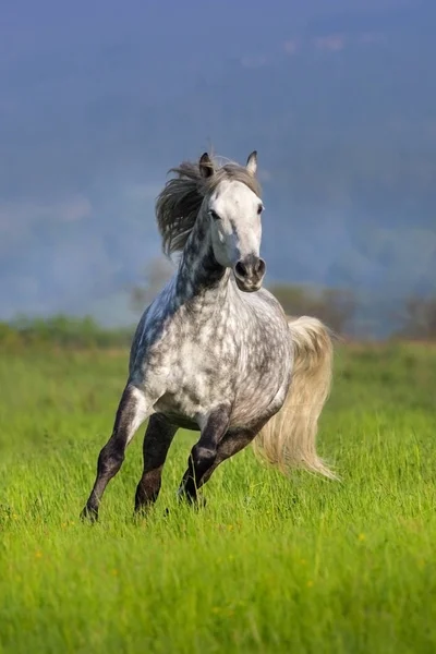 Frey άλογο τρέξιμο — Φωτογραφία Αρχείου