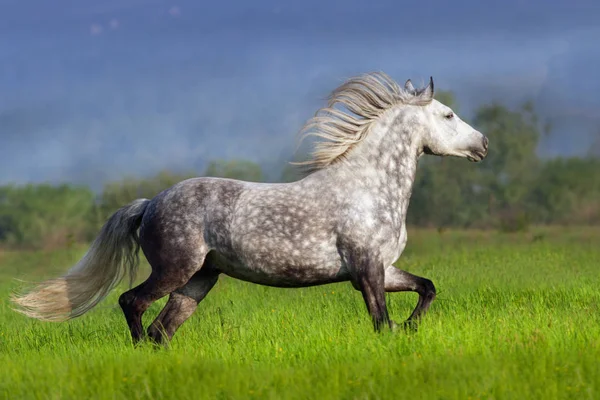 Frey häst kör — Stockfoto
