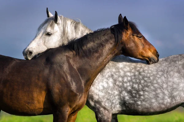 Coppia ritratto cavallo — Foto Stock